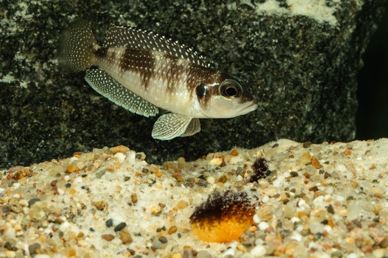 Lamprologus meleagris 'Moba'